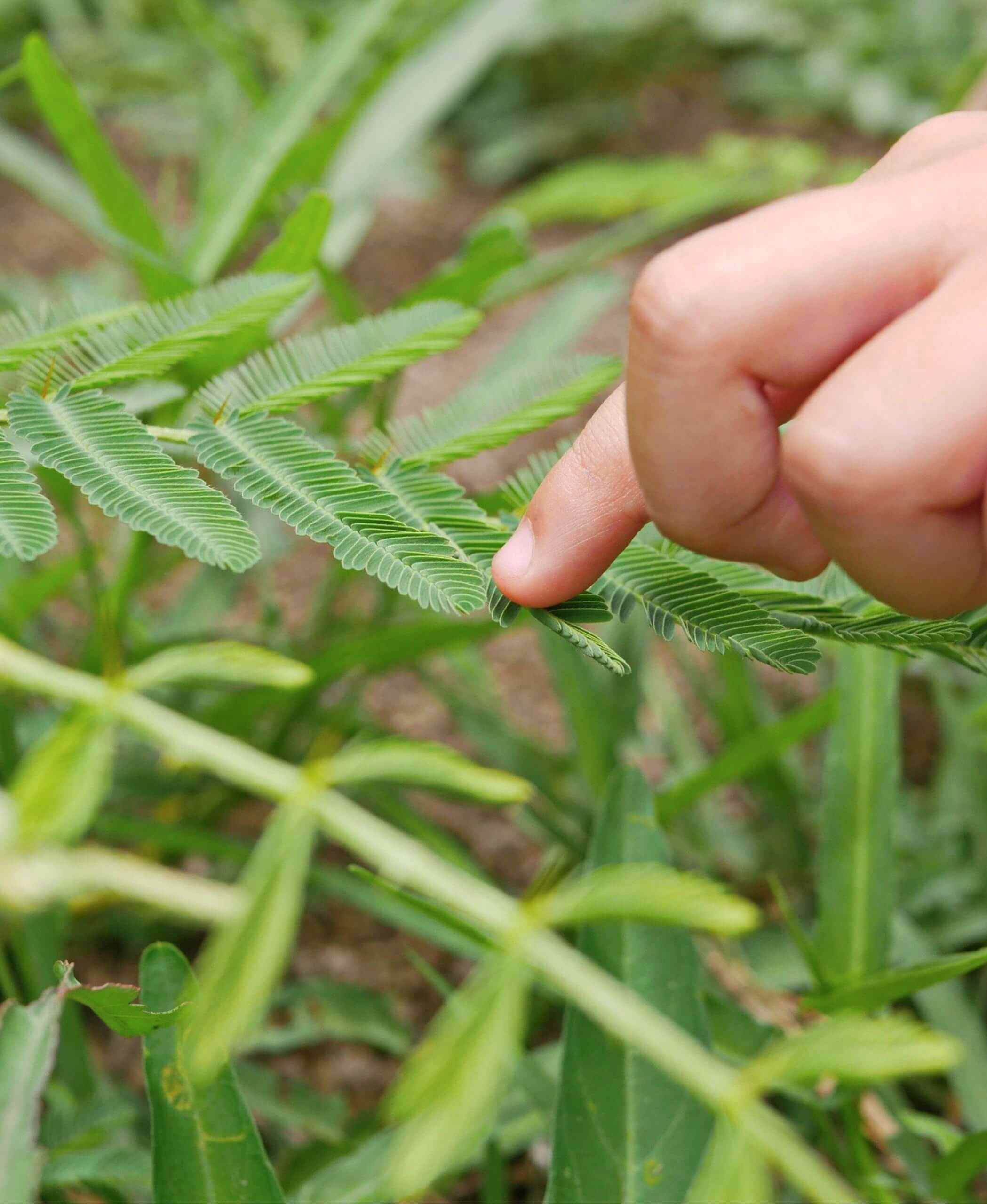 plant image