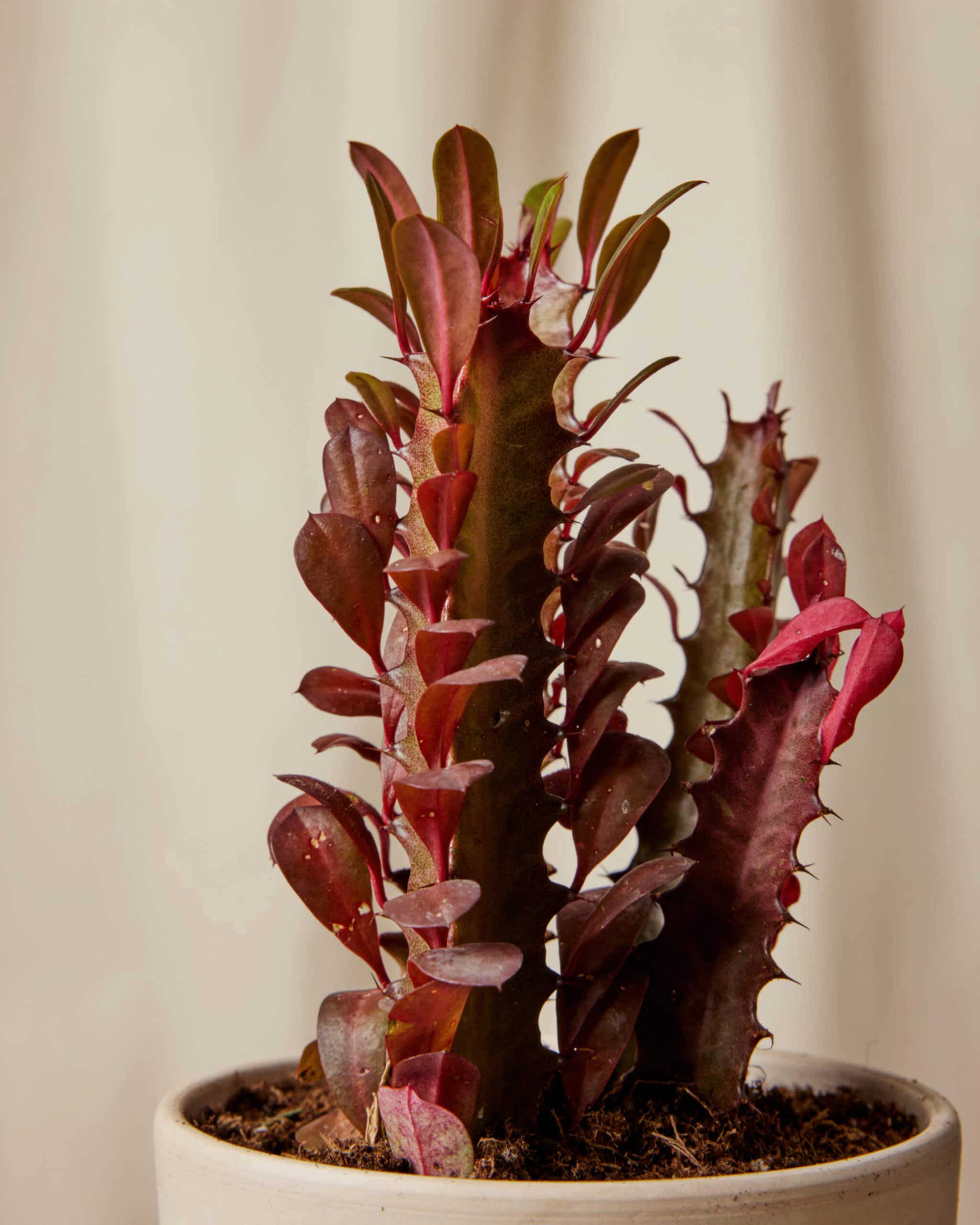 Euphorbia