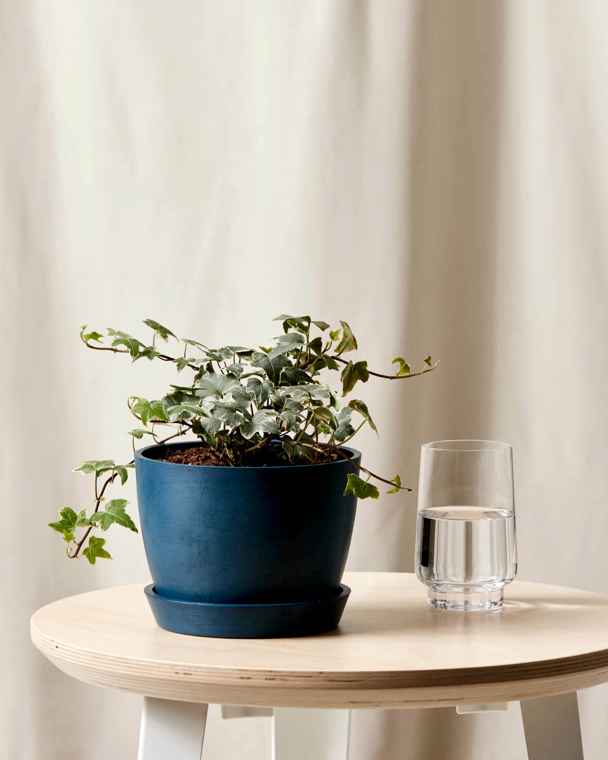 Ivy Care