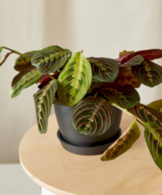 red prayer plant in charcoal pot