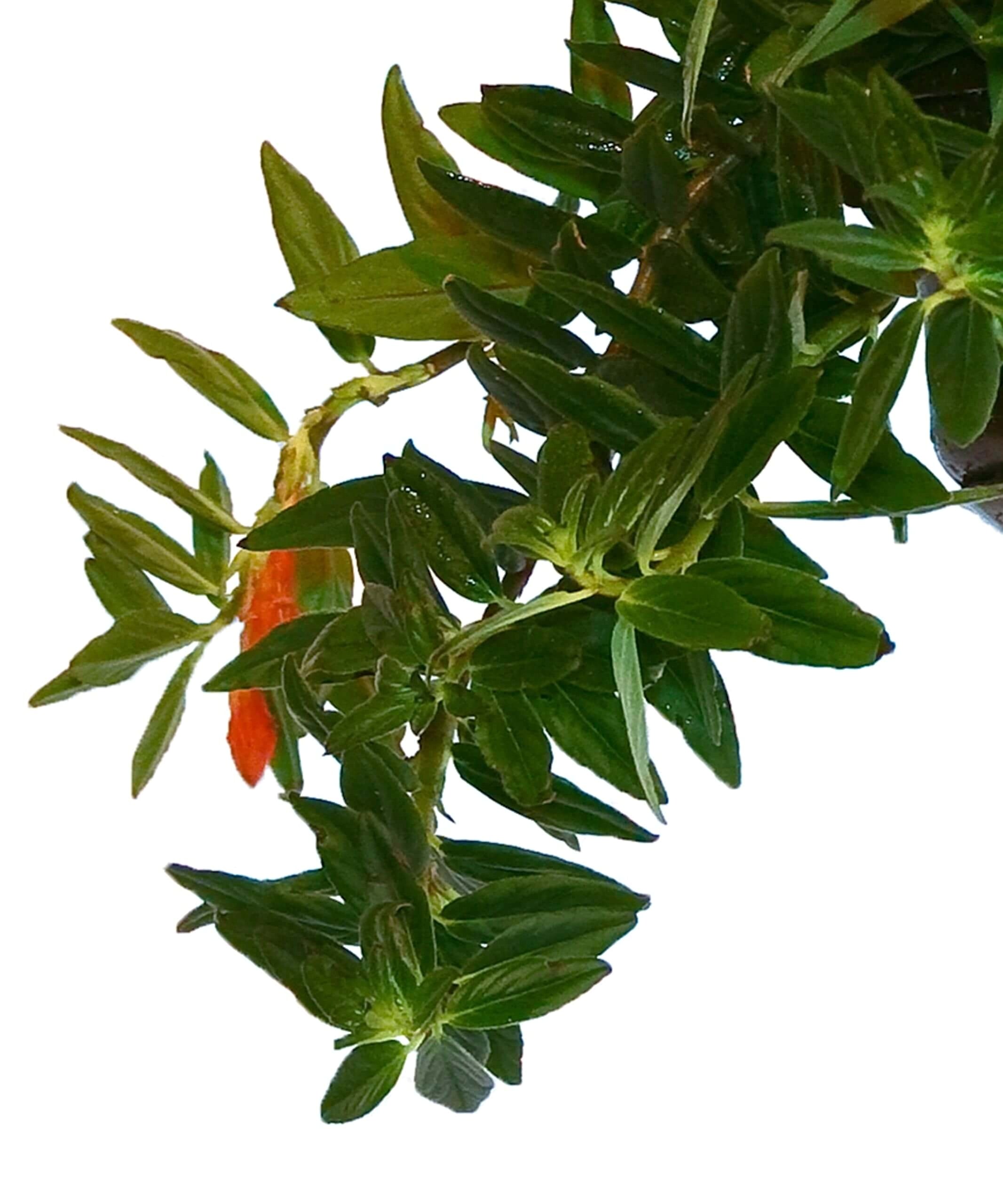 plant image