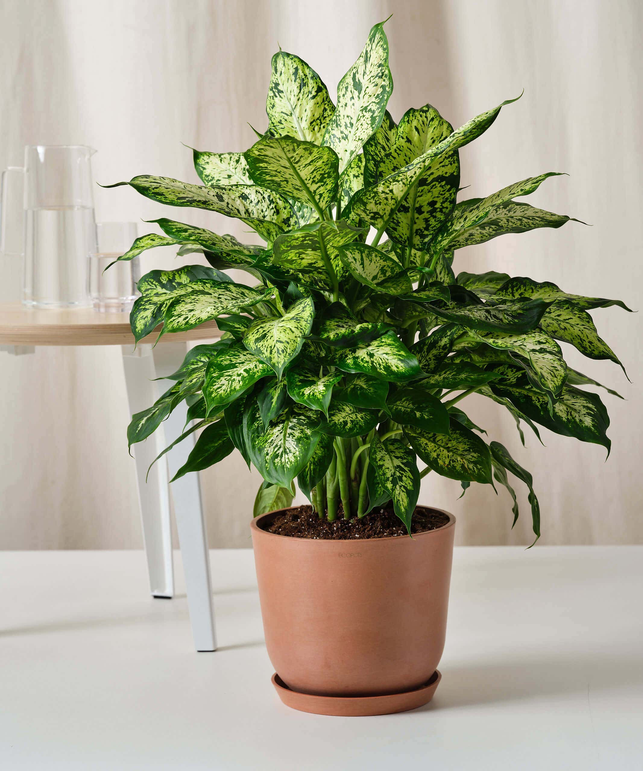 Dieffenbachia Care