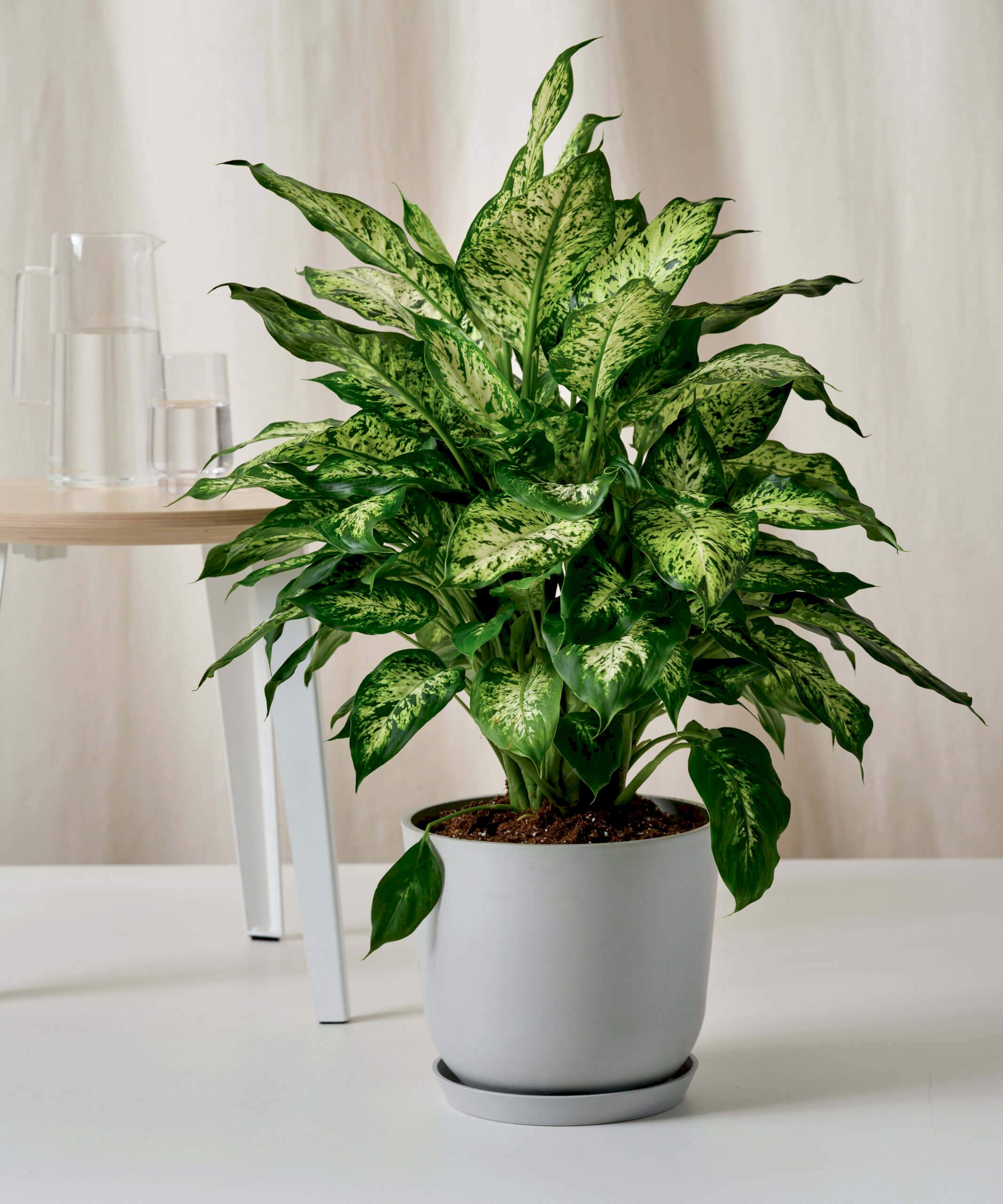 plant image