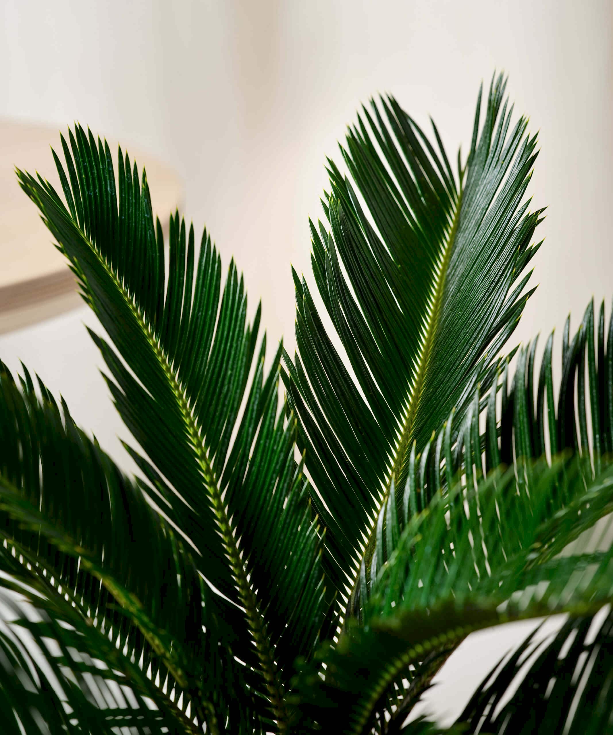 plant image