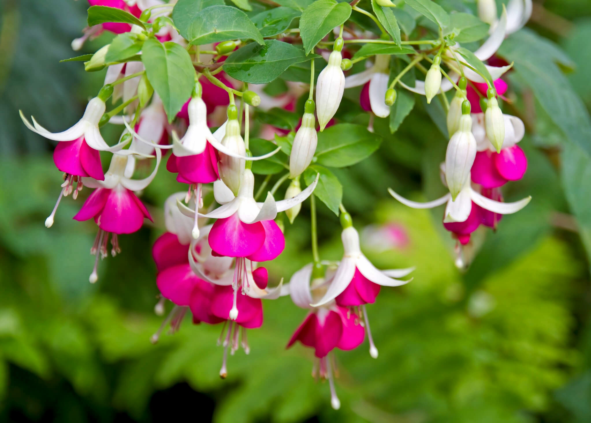 plant image