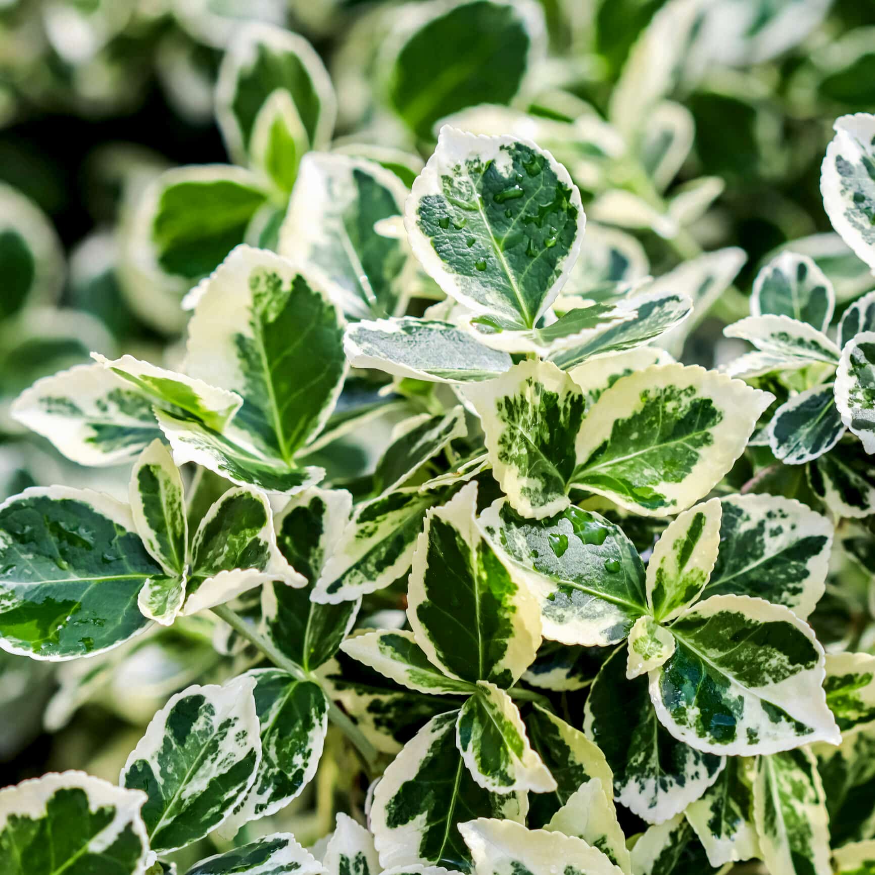 Euonymus Care