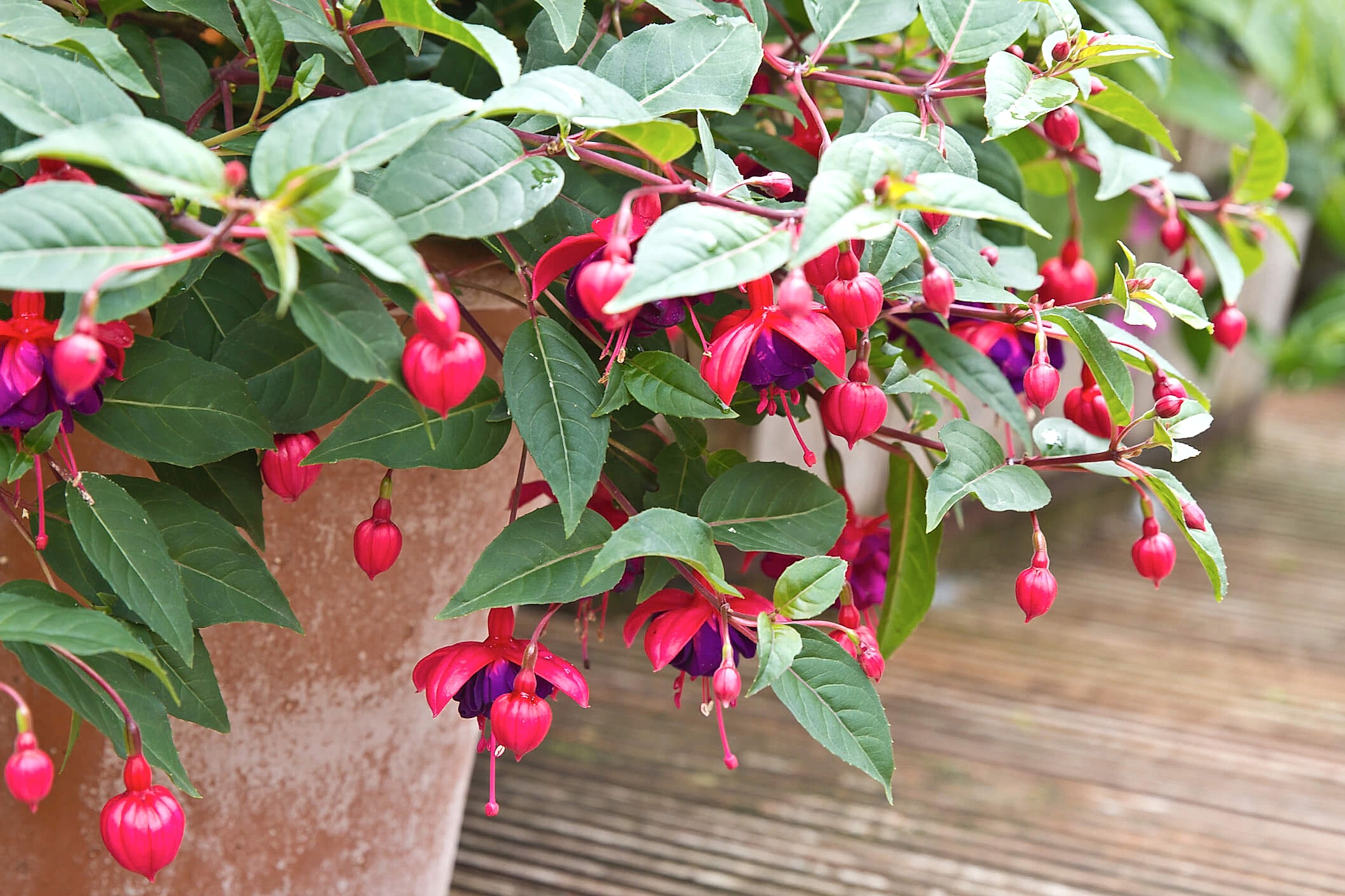 Fuchsia Care