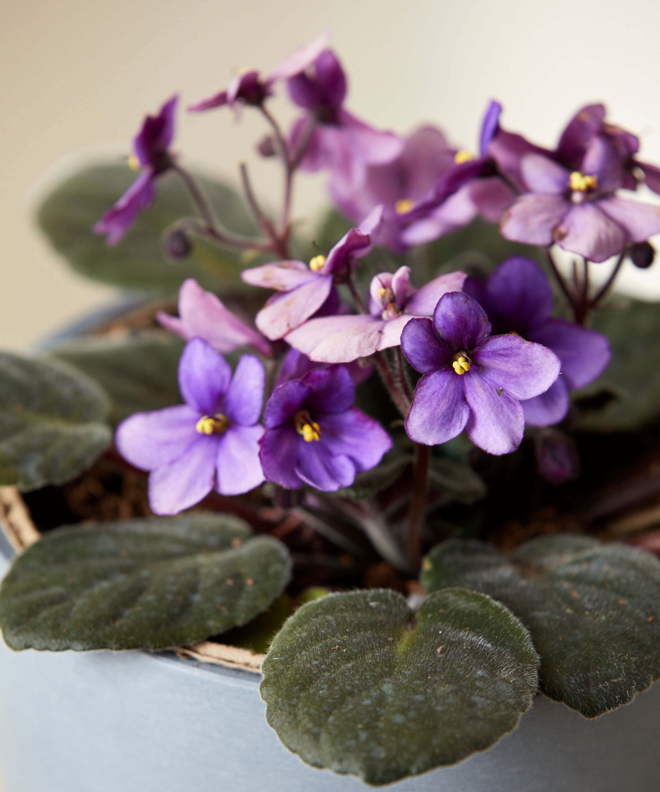 plant image
