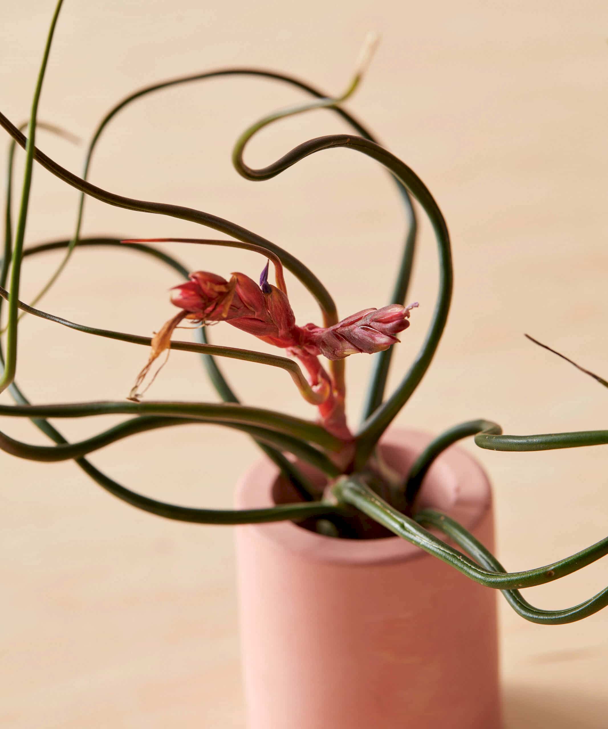 plant image