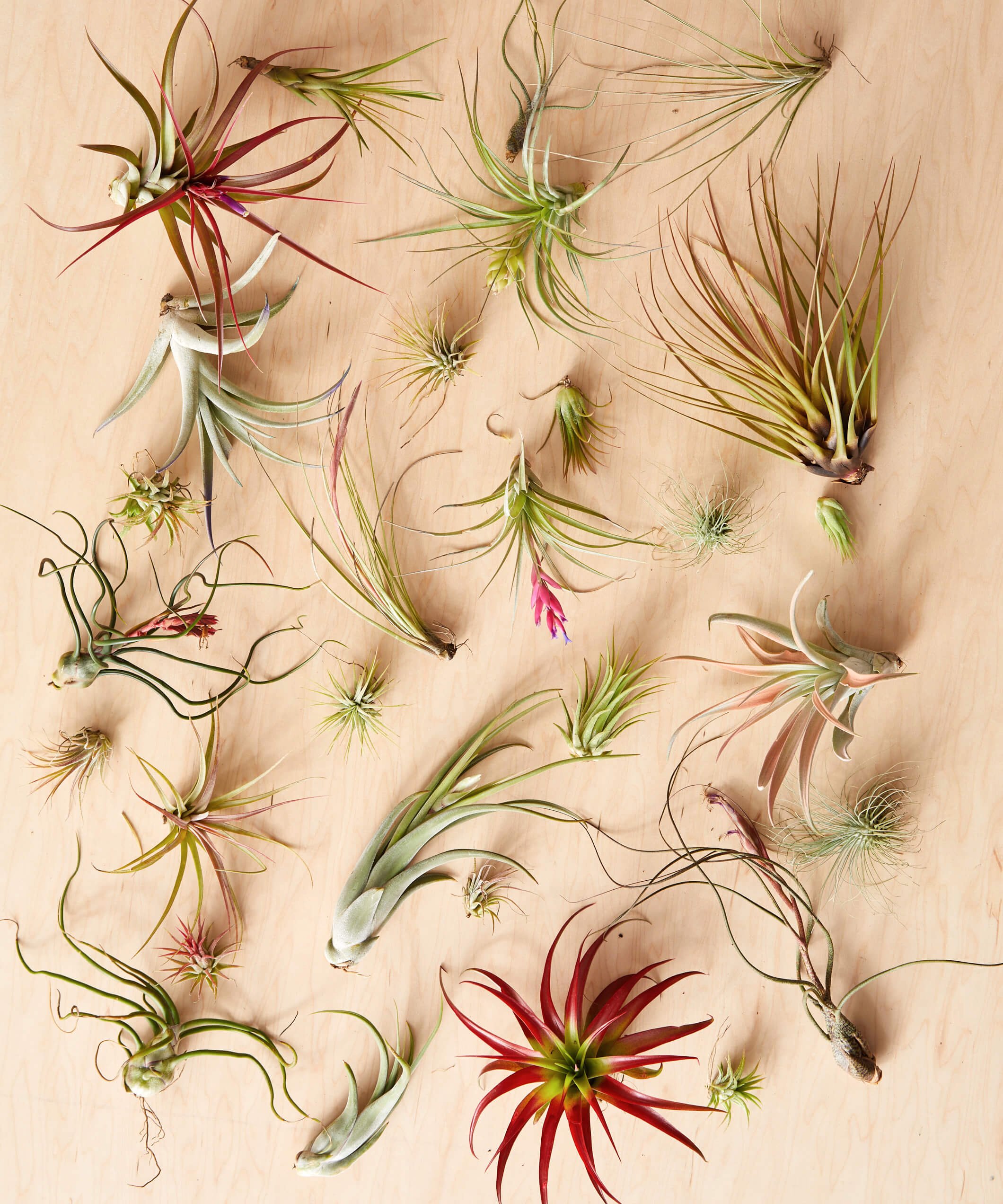 Air Plant Care