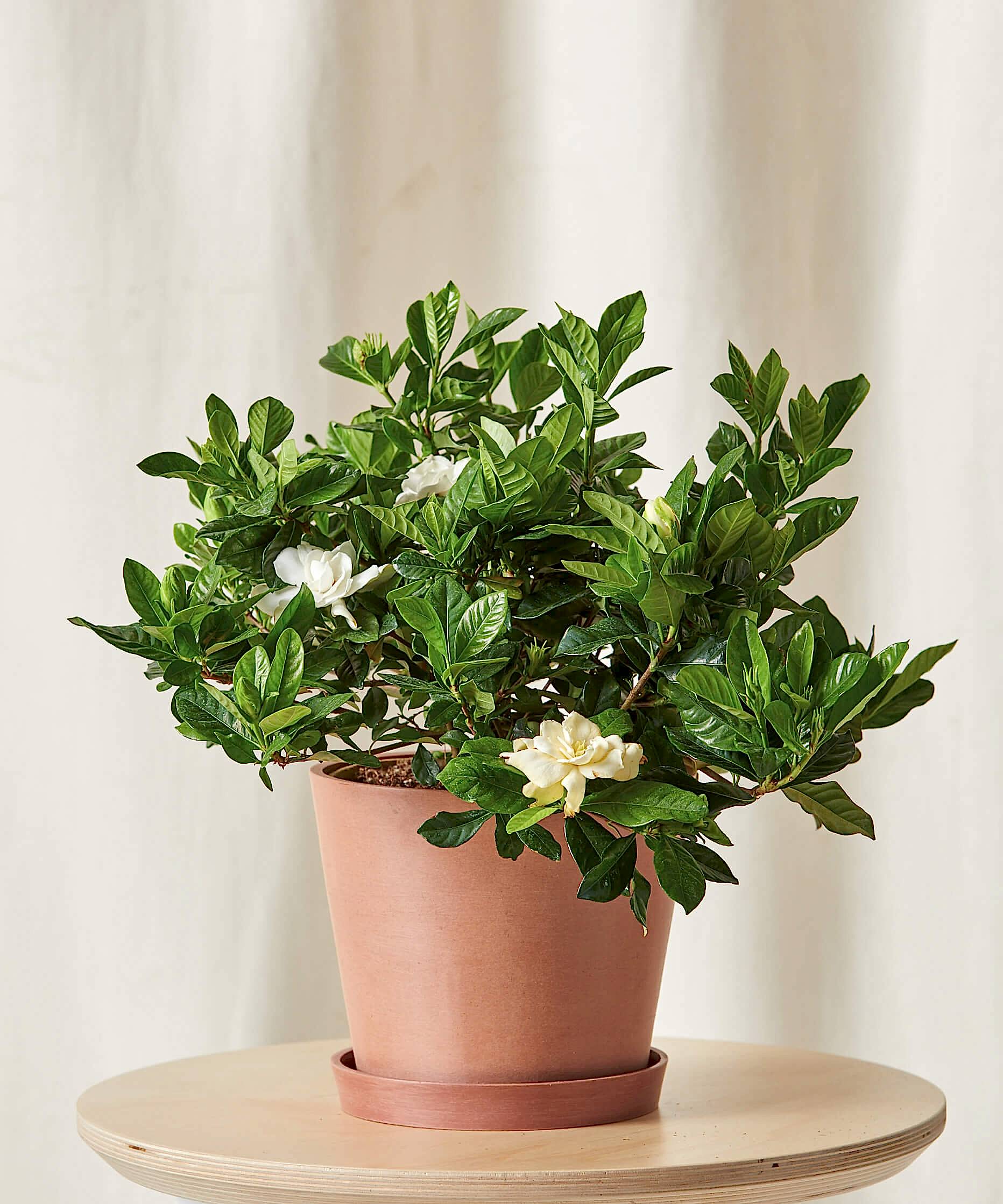 Gardenia Care