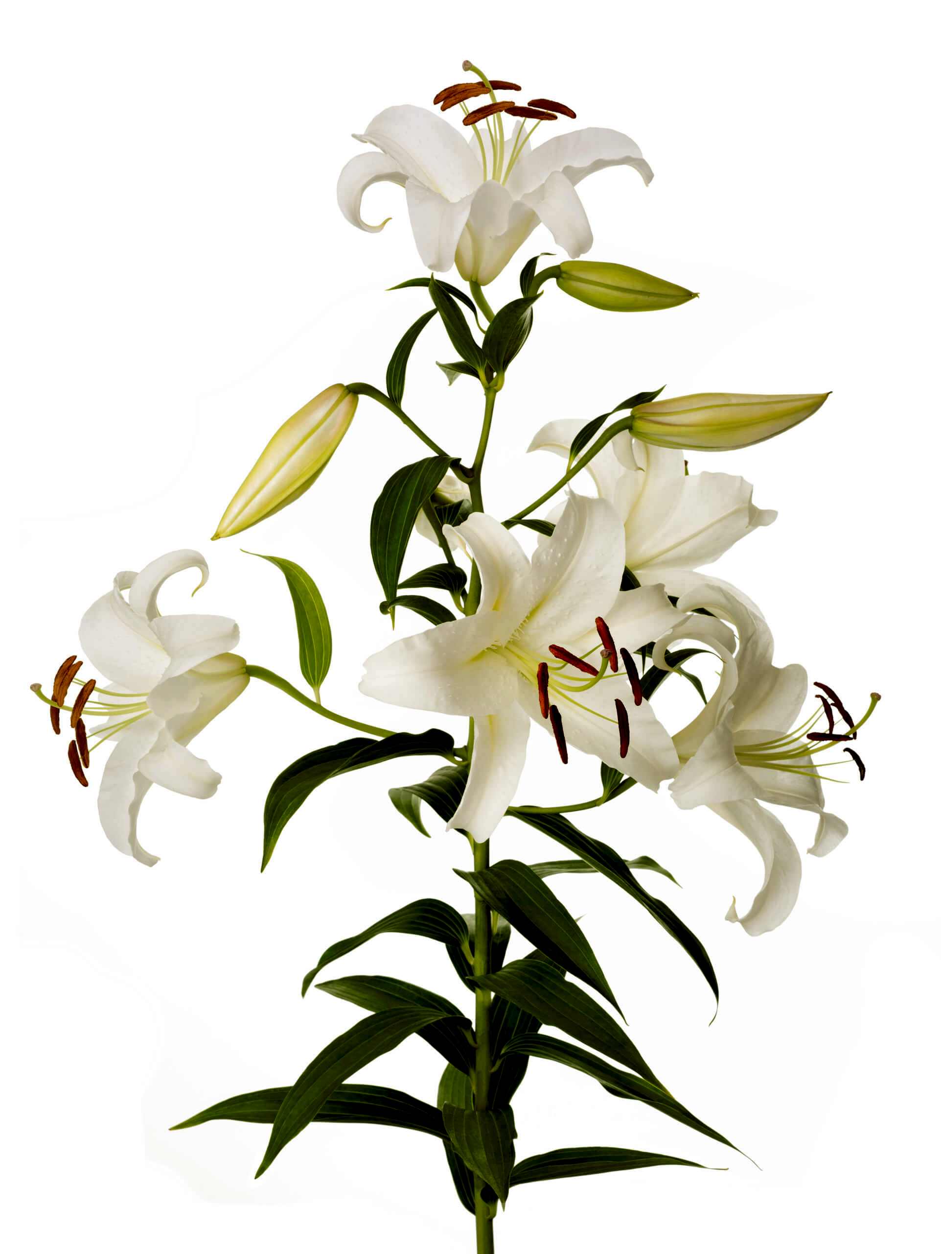 Easter Lily