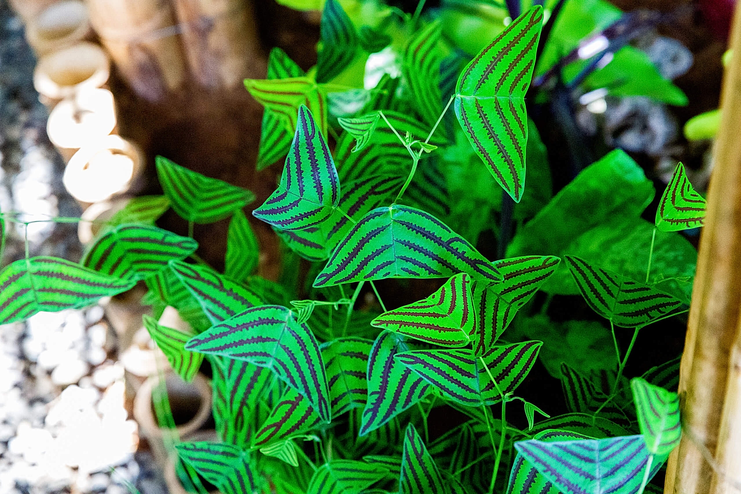 Butterfly Plant