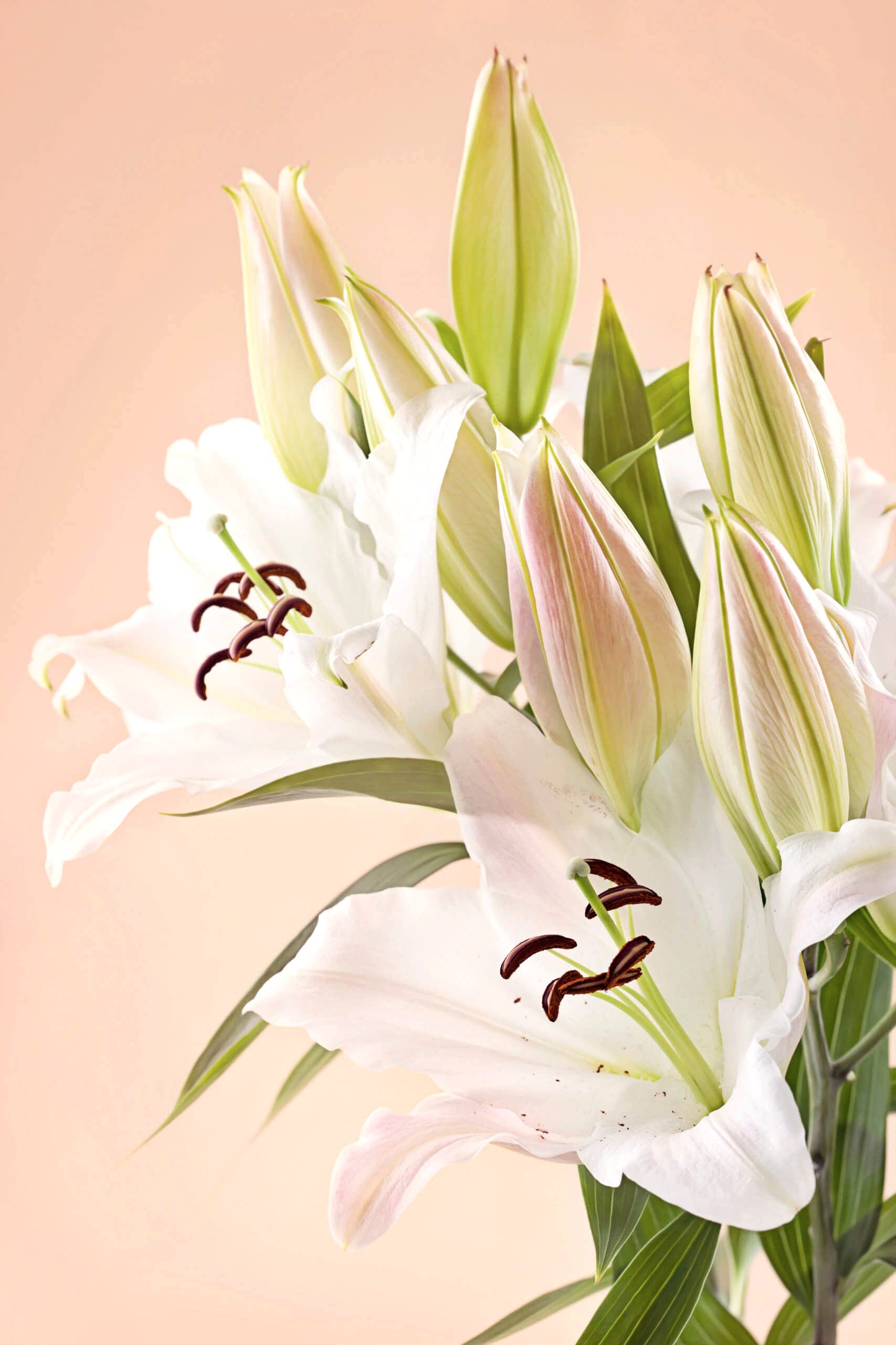 plant image