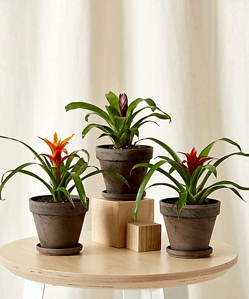 Buy Bloomscape Kid Safe Potted Bromeliad Collection