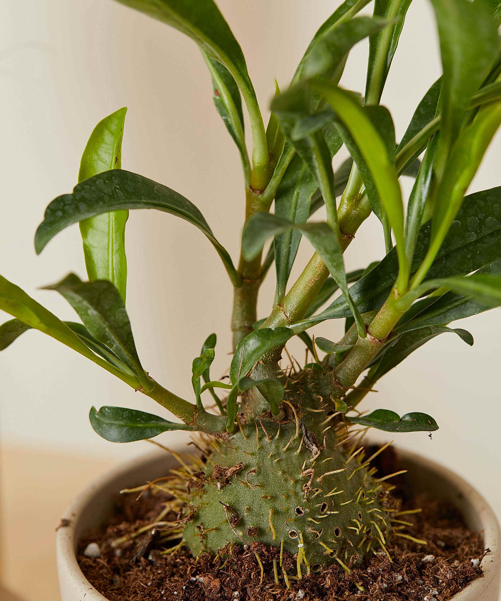 Ant Plant