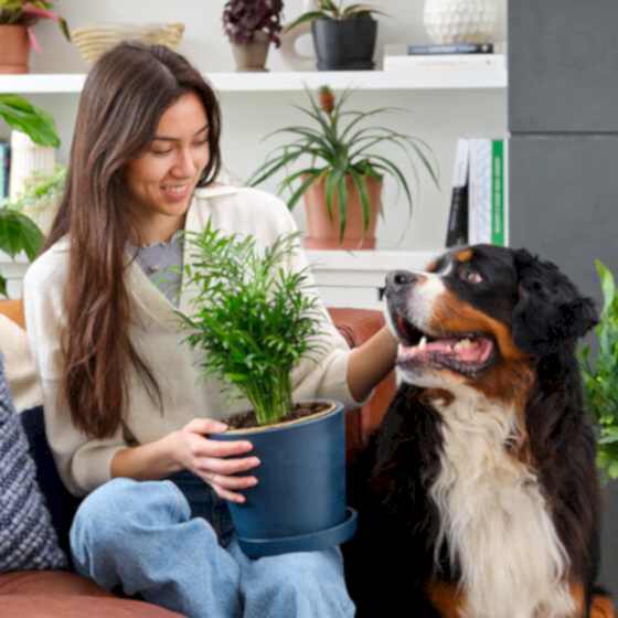 Shop Pet-Friendly Plants