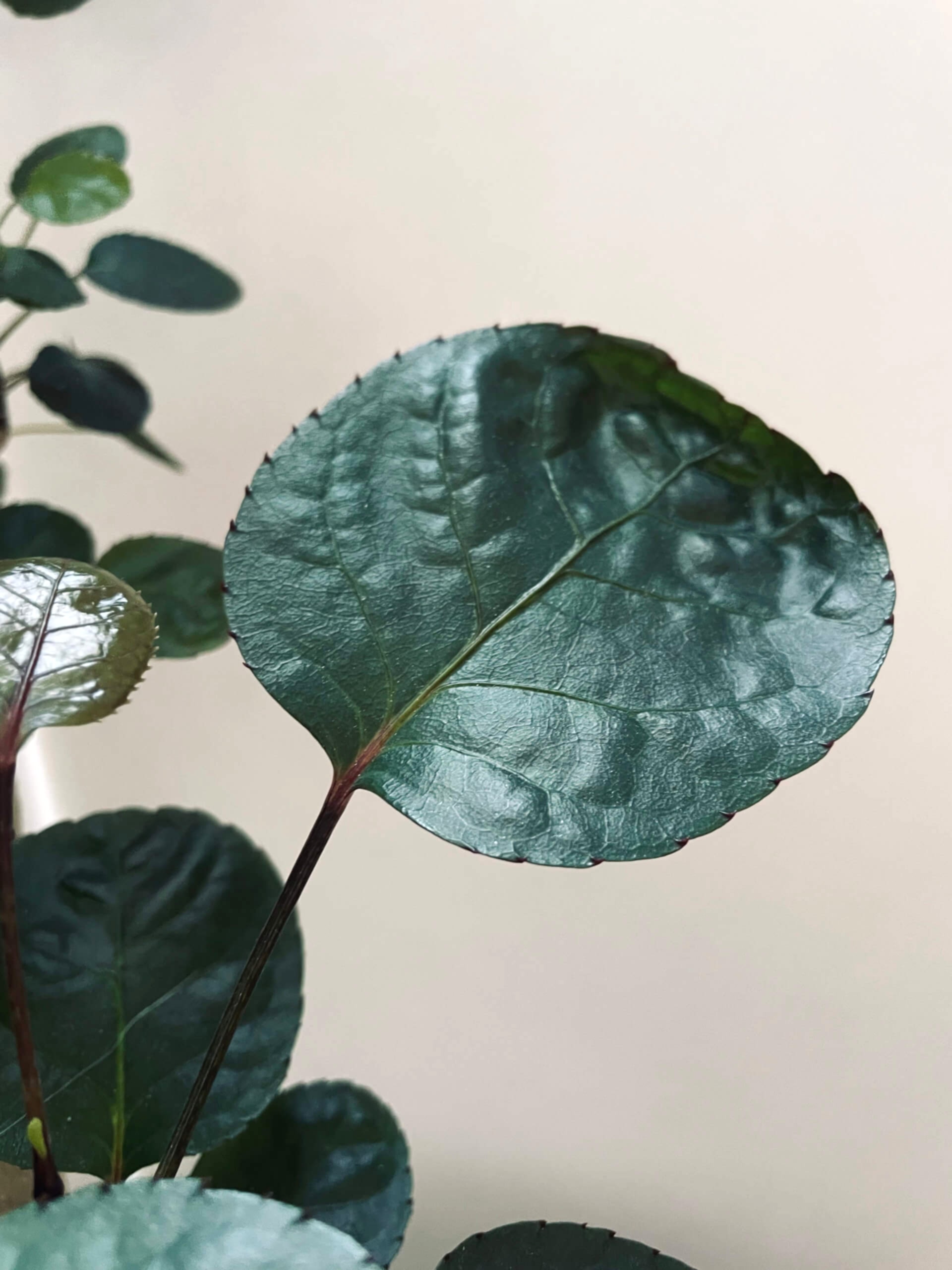 Aralia Care