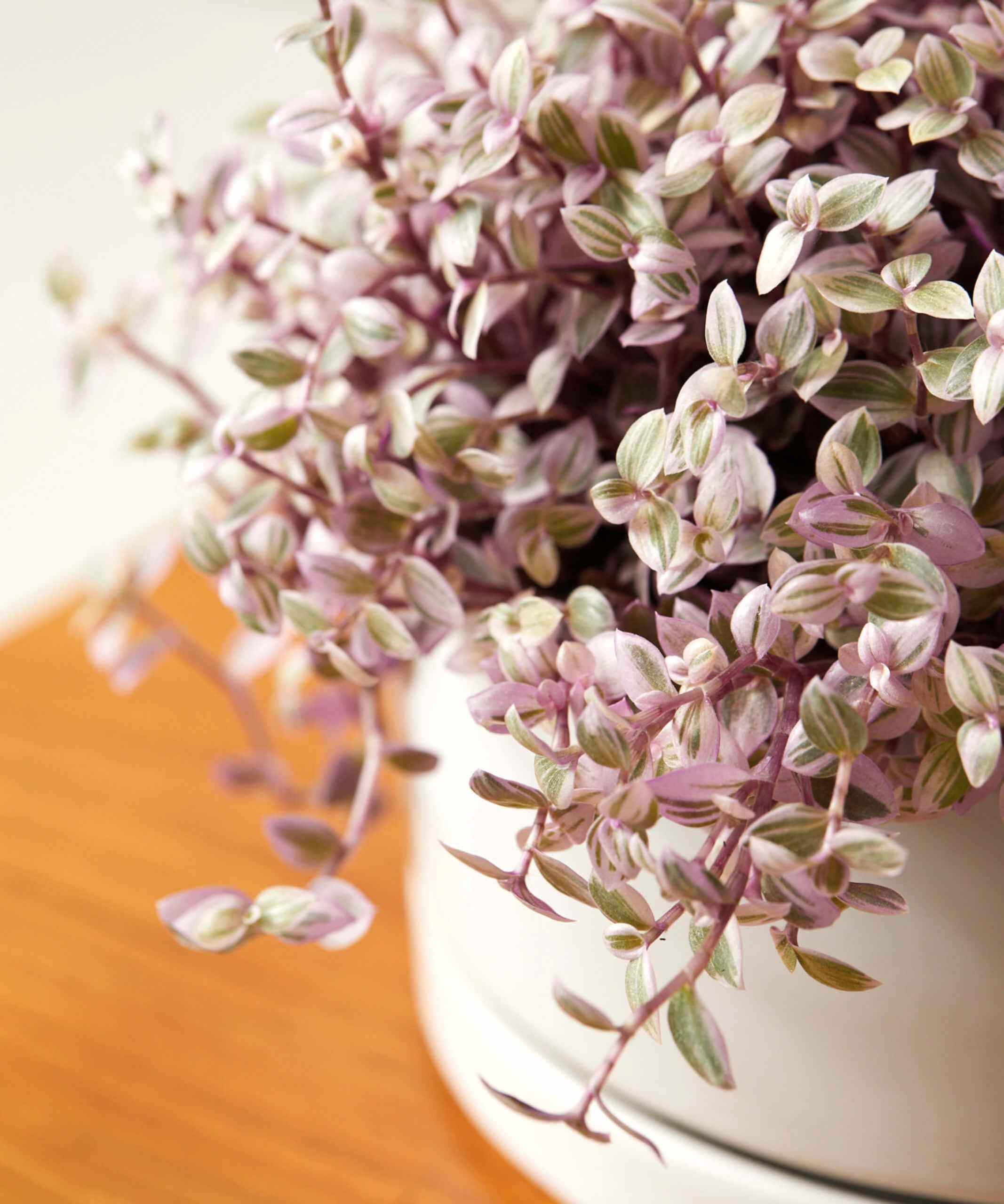 Callisia Care