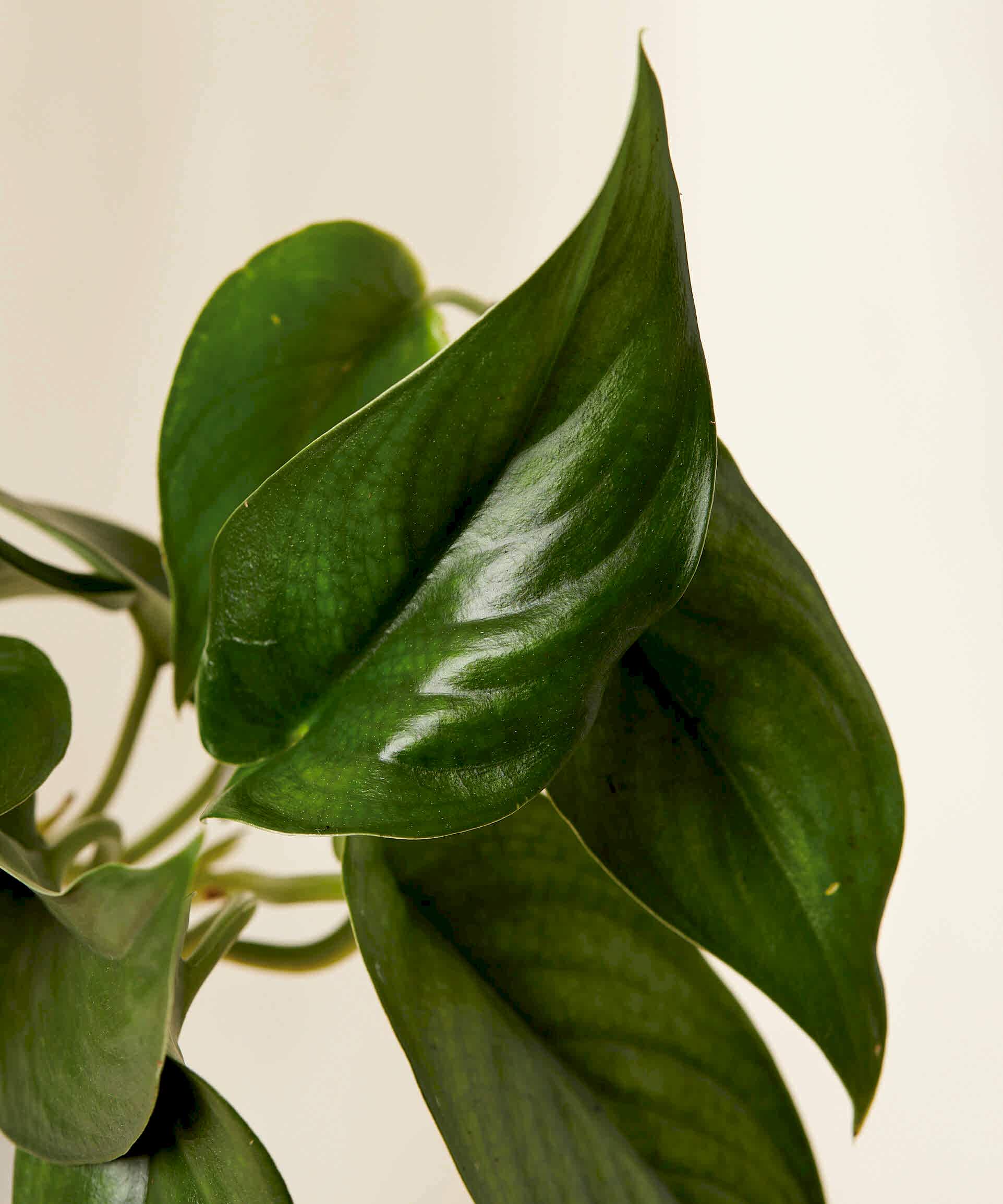 plant image