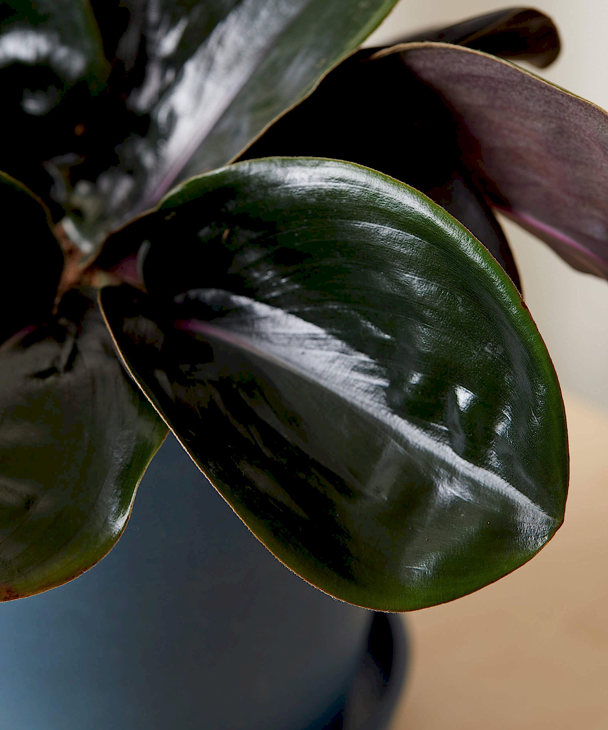 plant image
