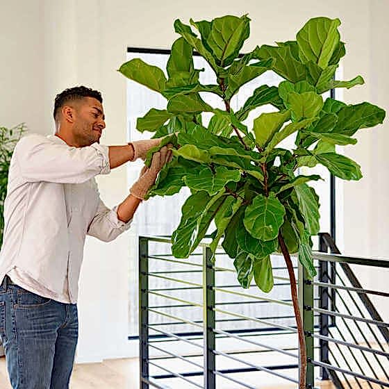 Shop Giant Plants