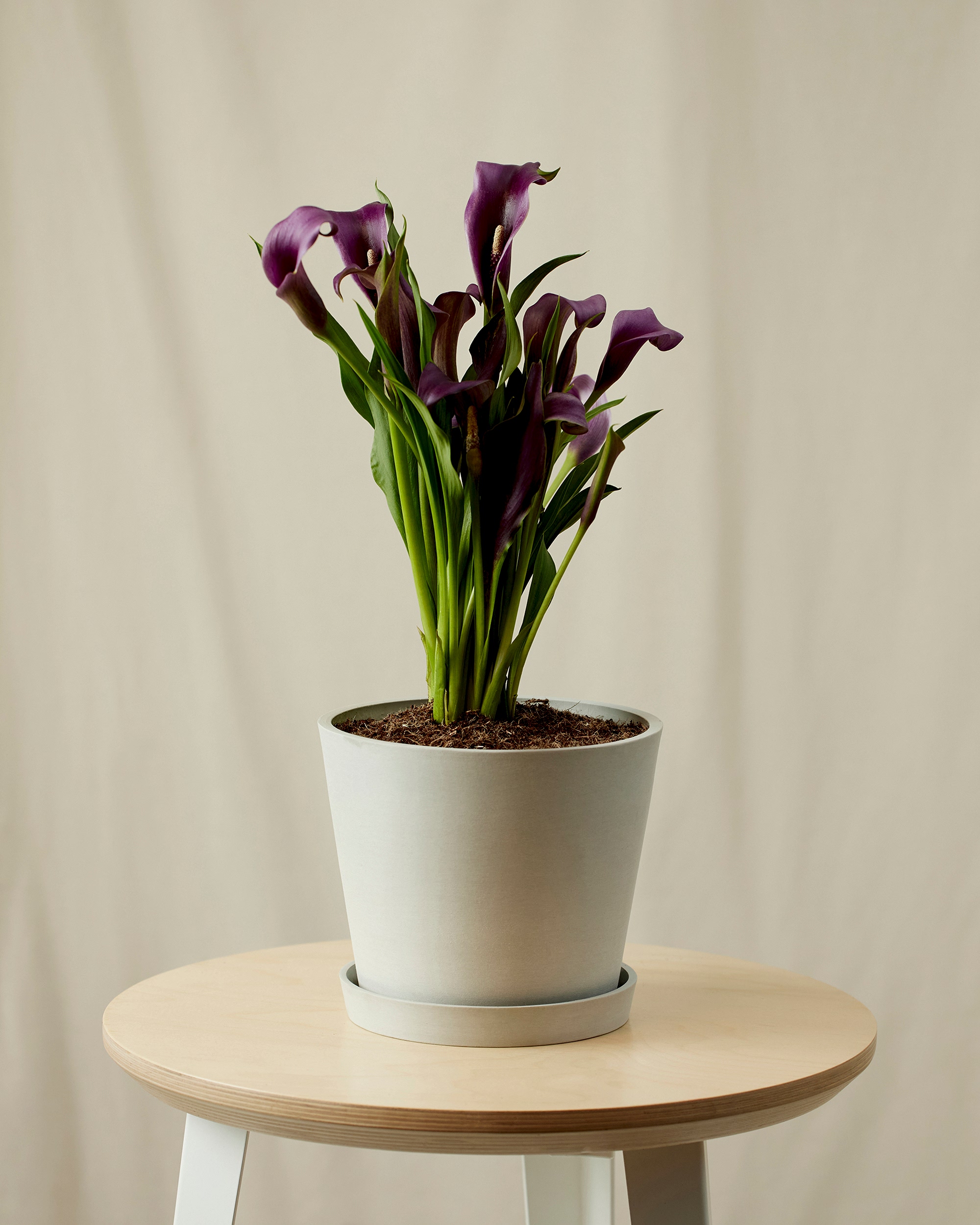 plant image