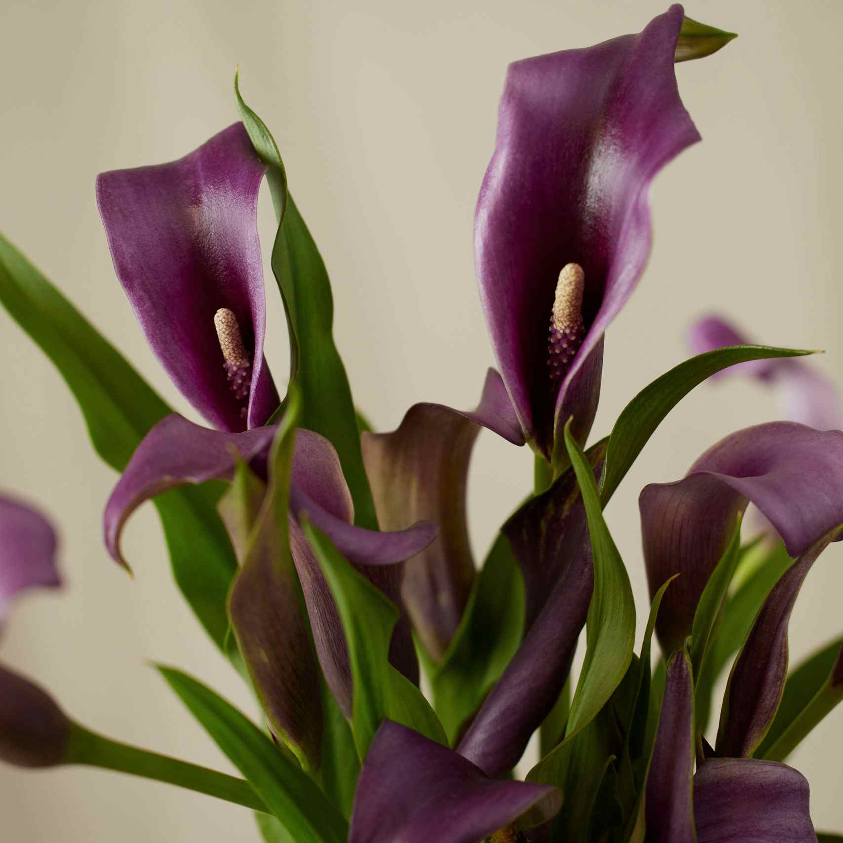 Calla Lily Care
