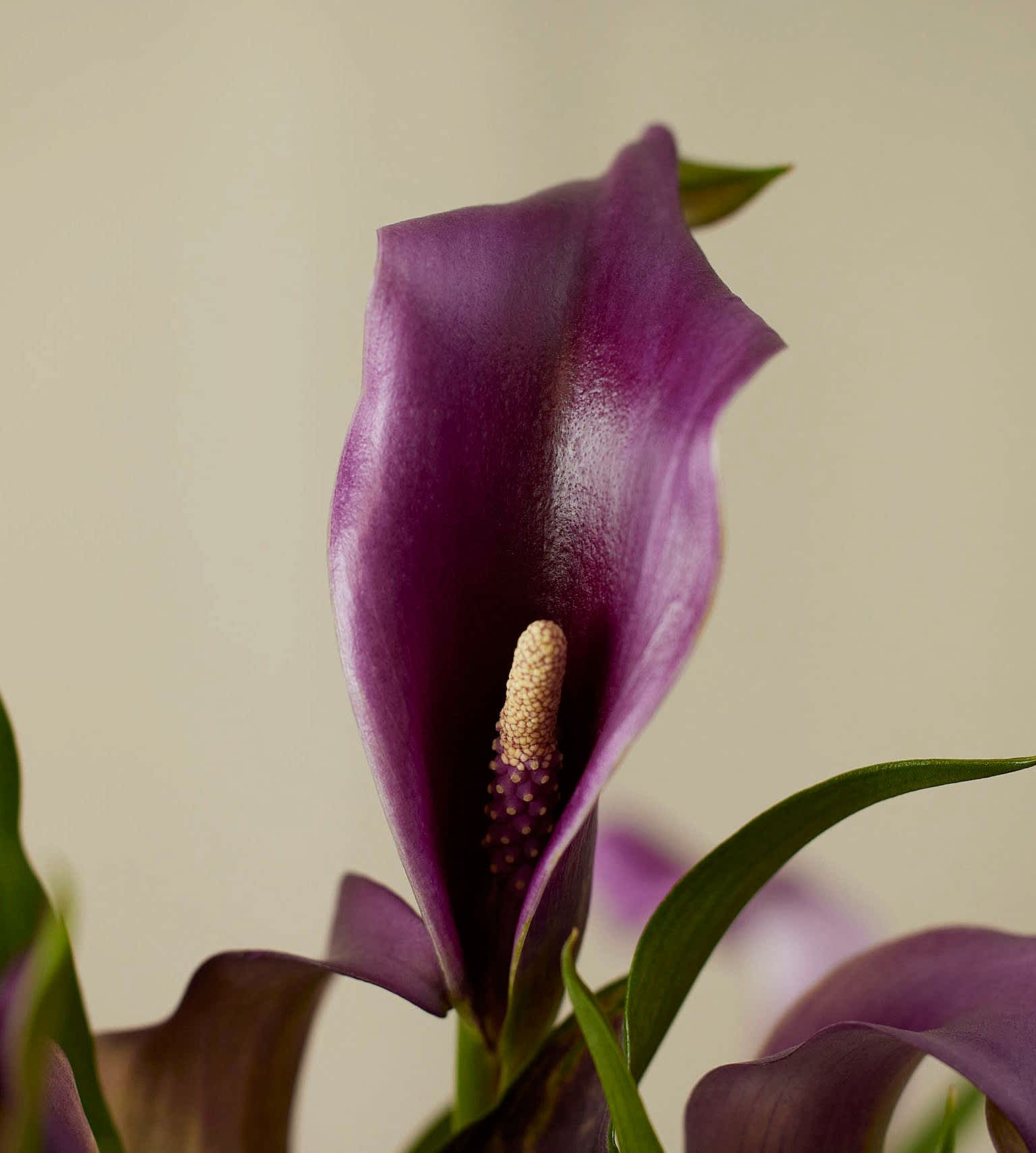 Image of species