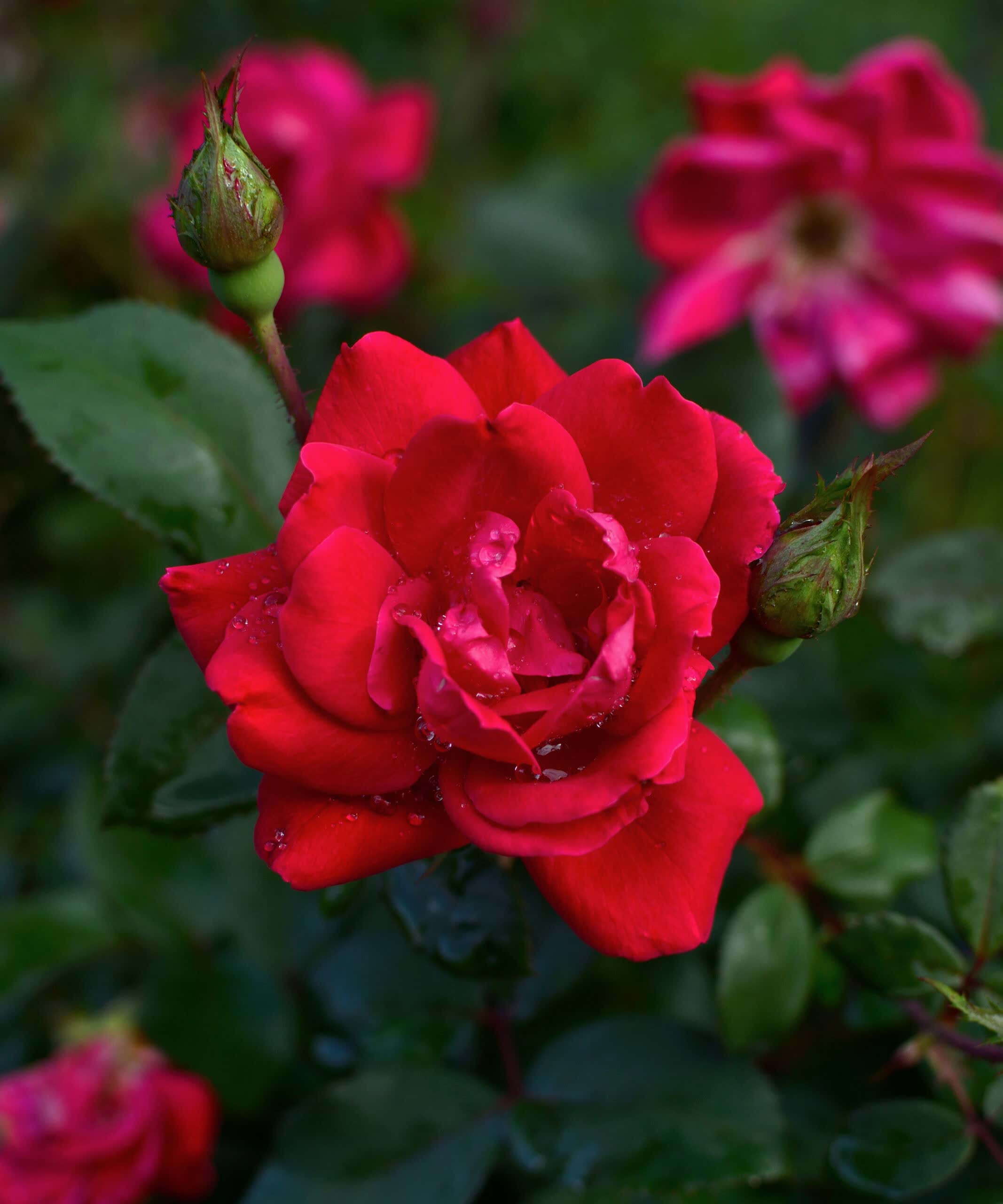 plant image