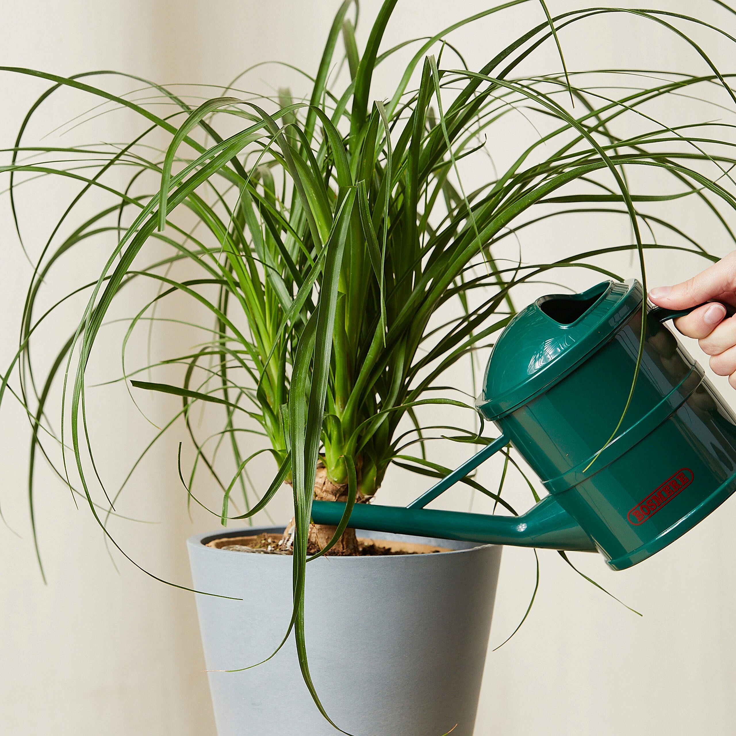 Watering can Bloomscape Ponytail Palm
