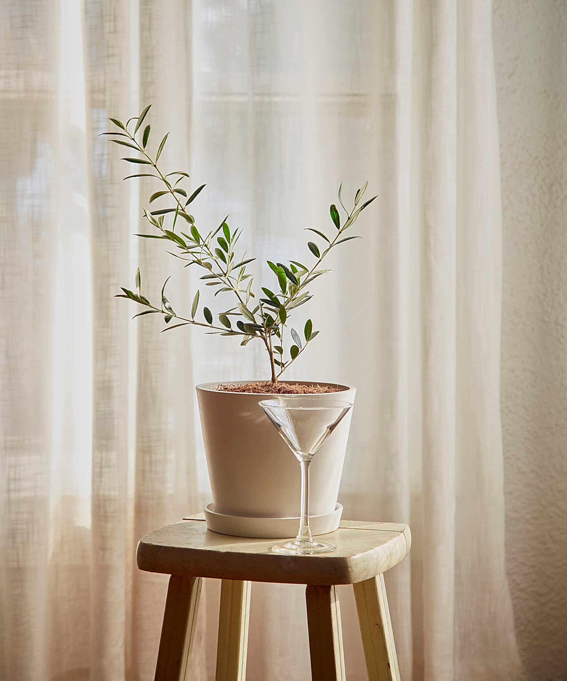 plant image