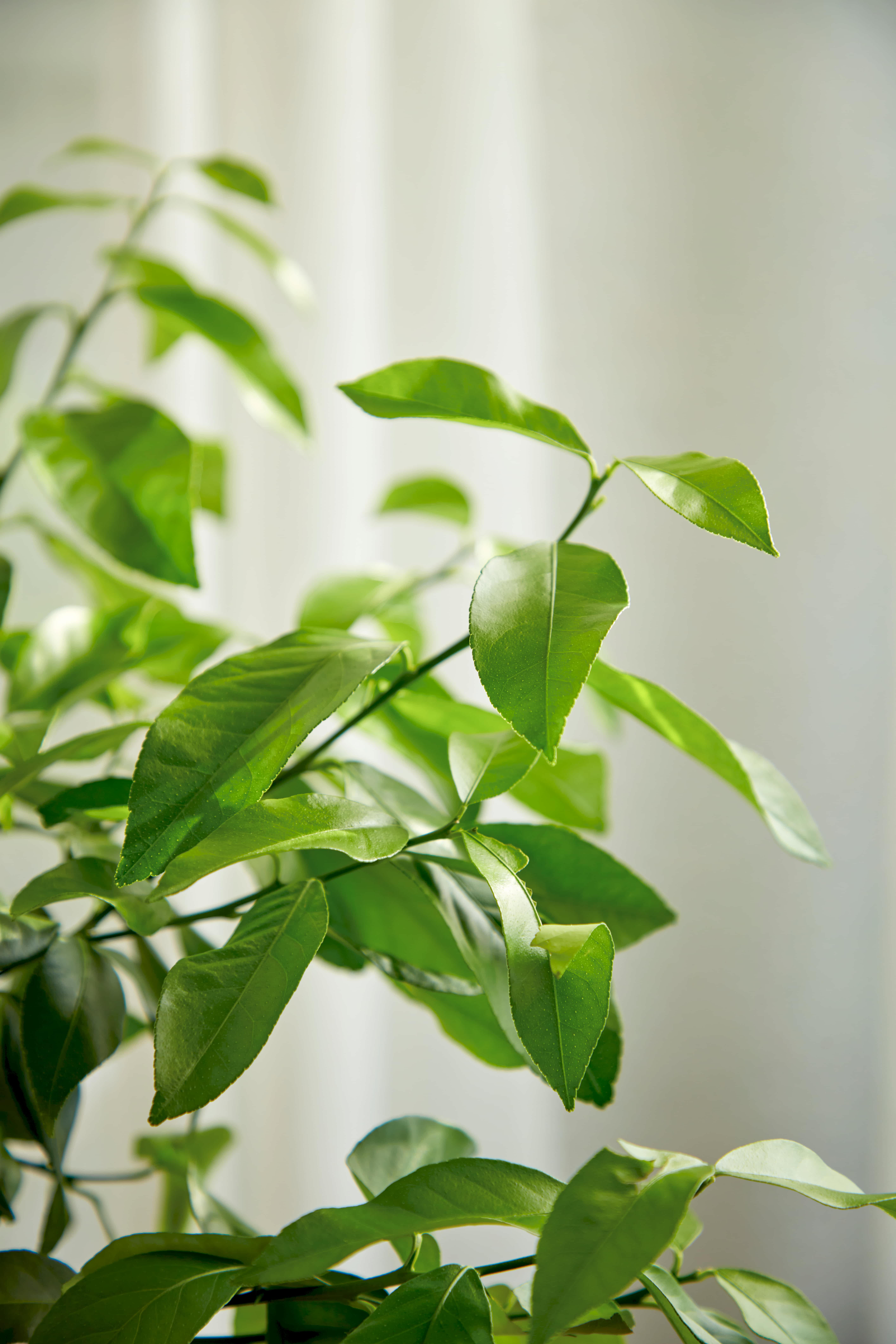 Fruit Tree Care