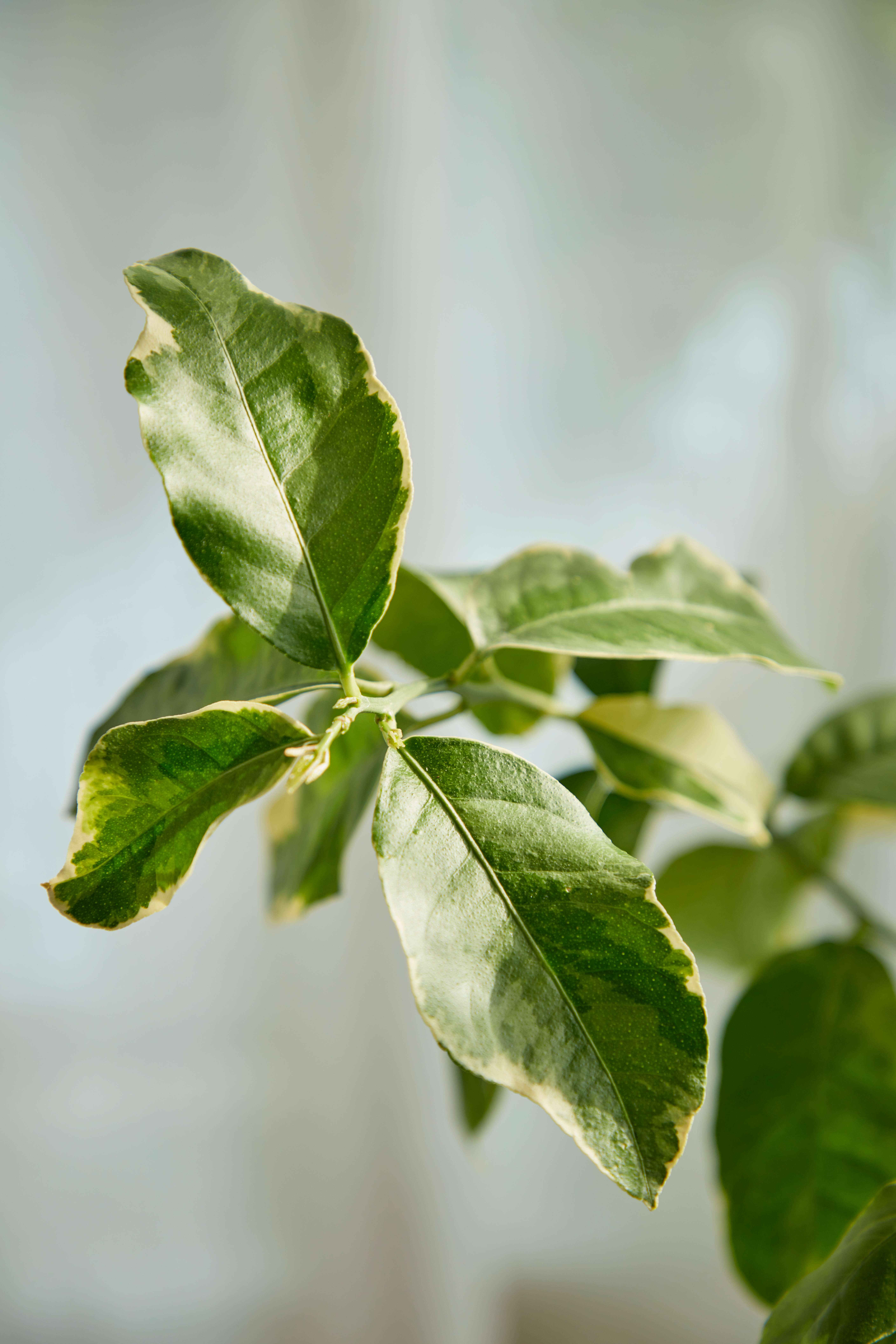 related plant issue