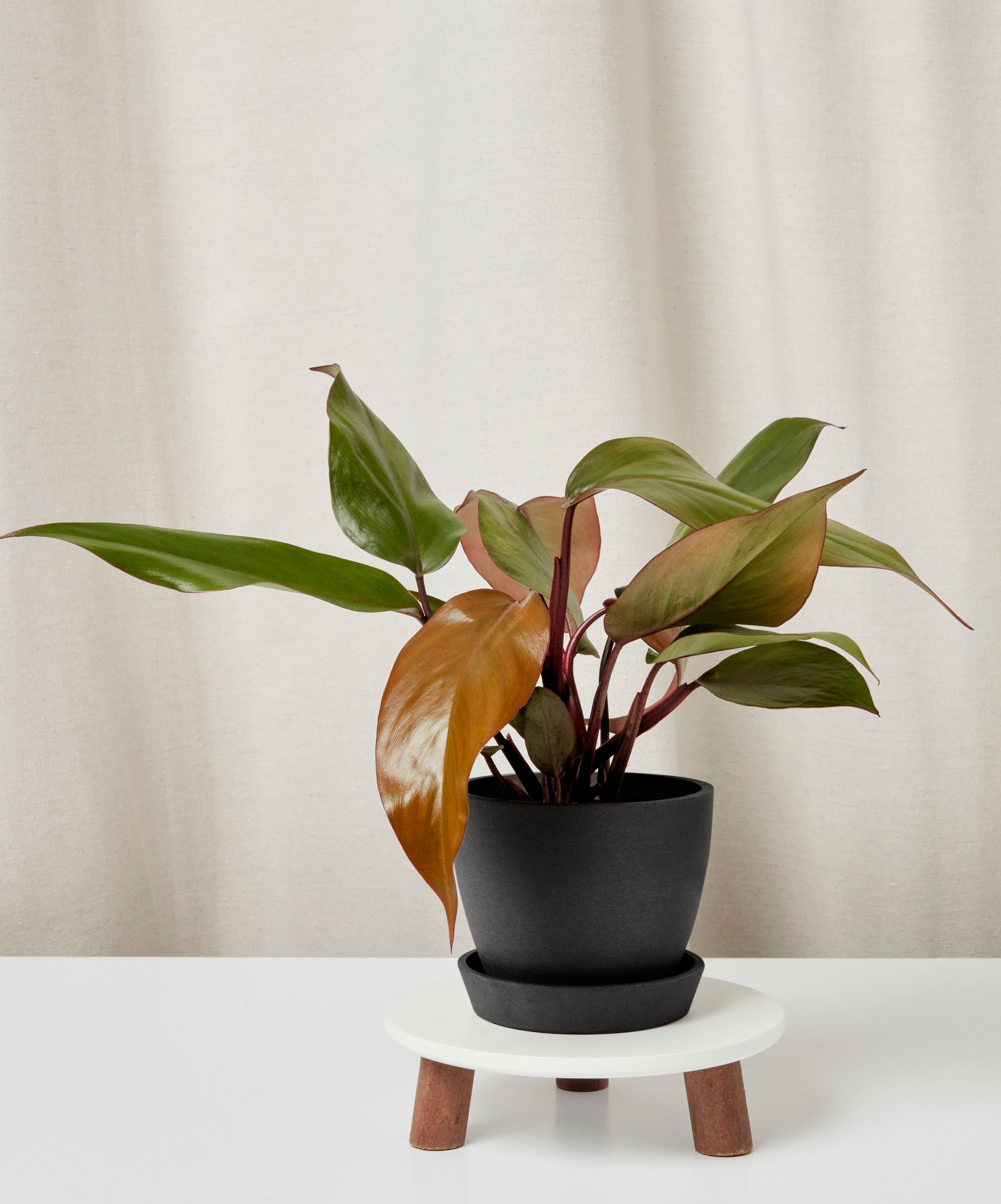 philodendron-rojo-congo_charcoal-pot