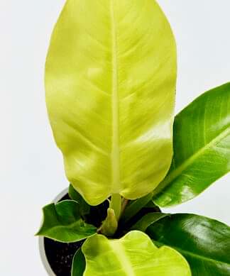 philodendron-moonlight_detail