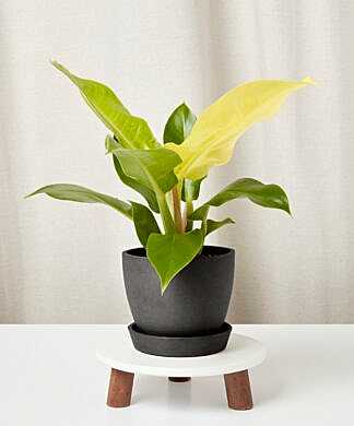 philodendron-moonlight_charoal-pot