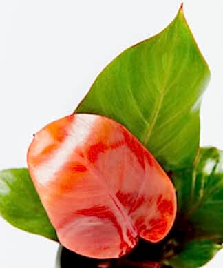 philodendron-sun-red_close-up