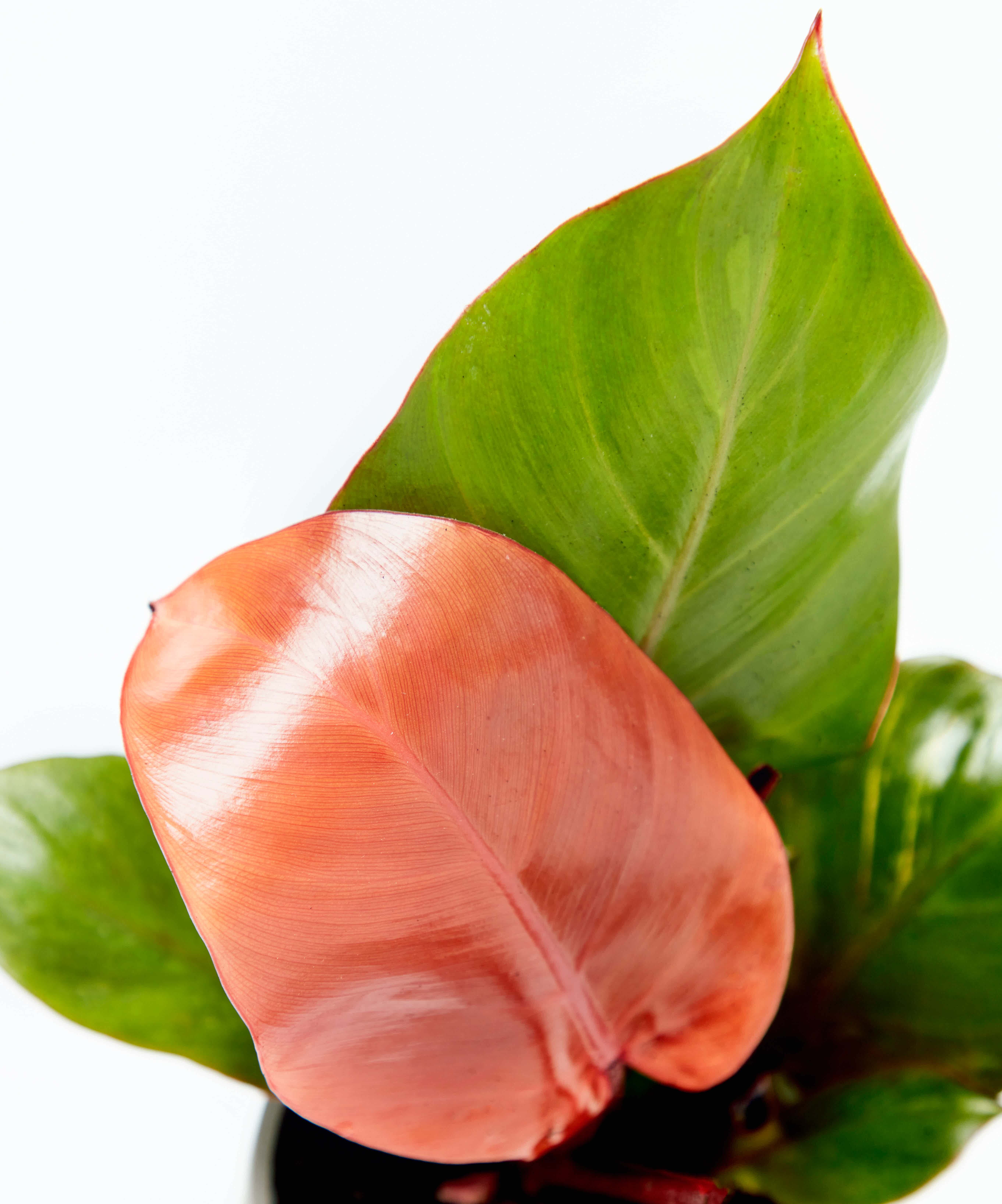 philodendron-sun-red_close-up