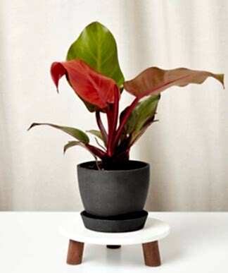 Philodendron_sun_red_in-charcoal-pot