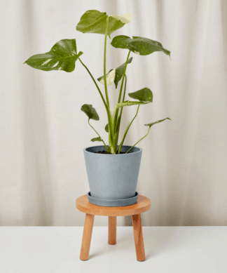 monstera-thai-slate