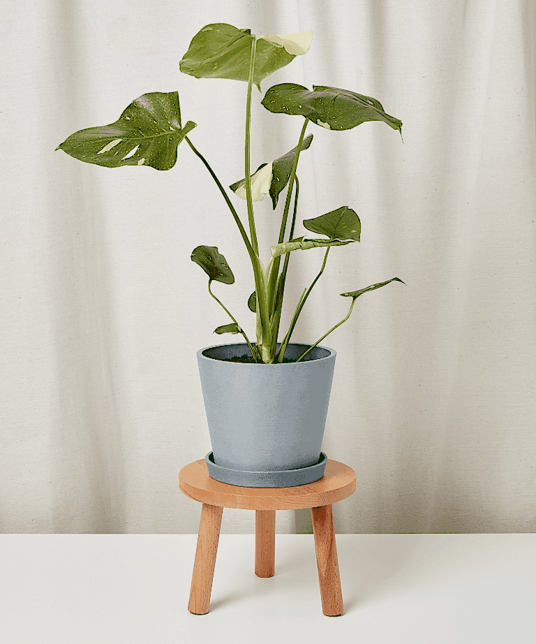 monstera-thai-slate
