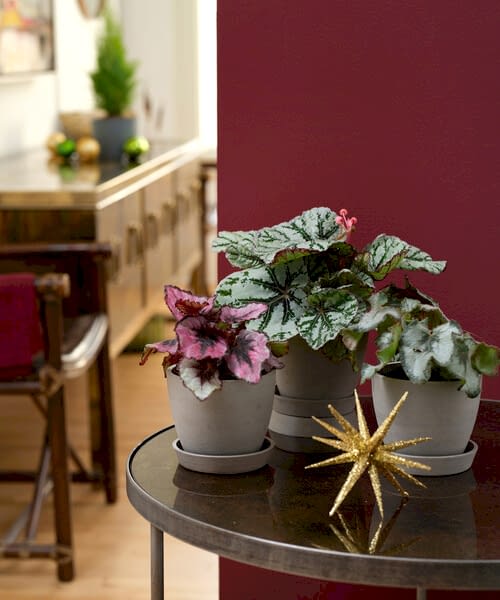 begonia collection lifestyle