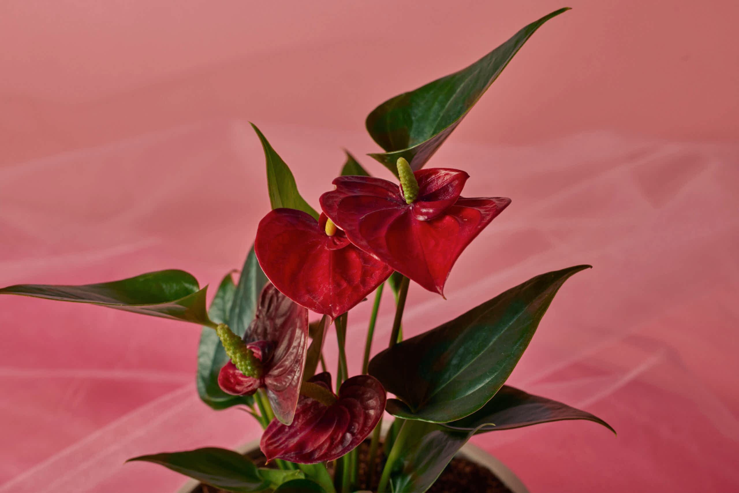 Valentine's Day Red Anthurium detail