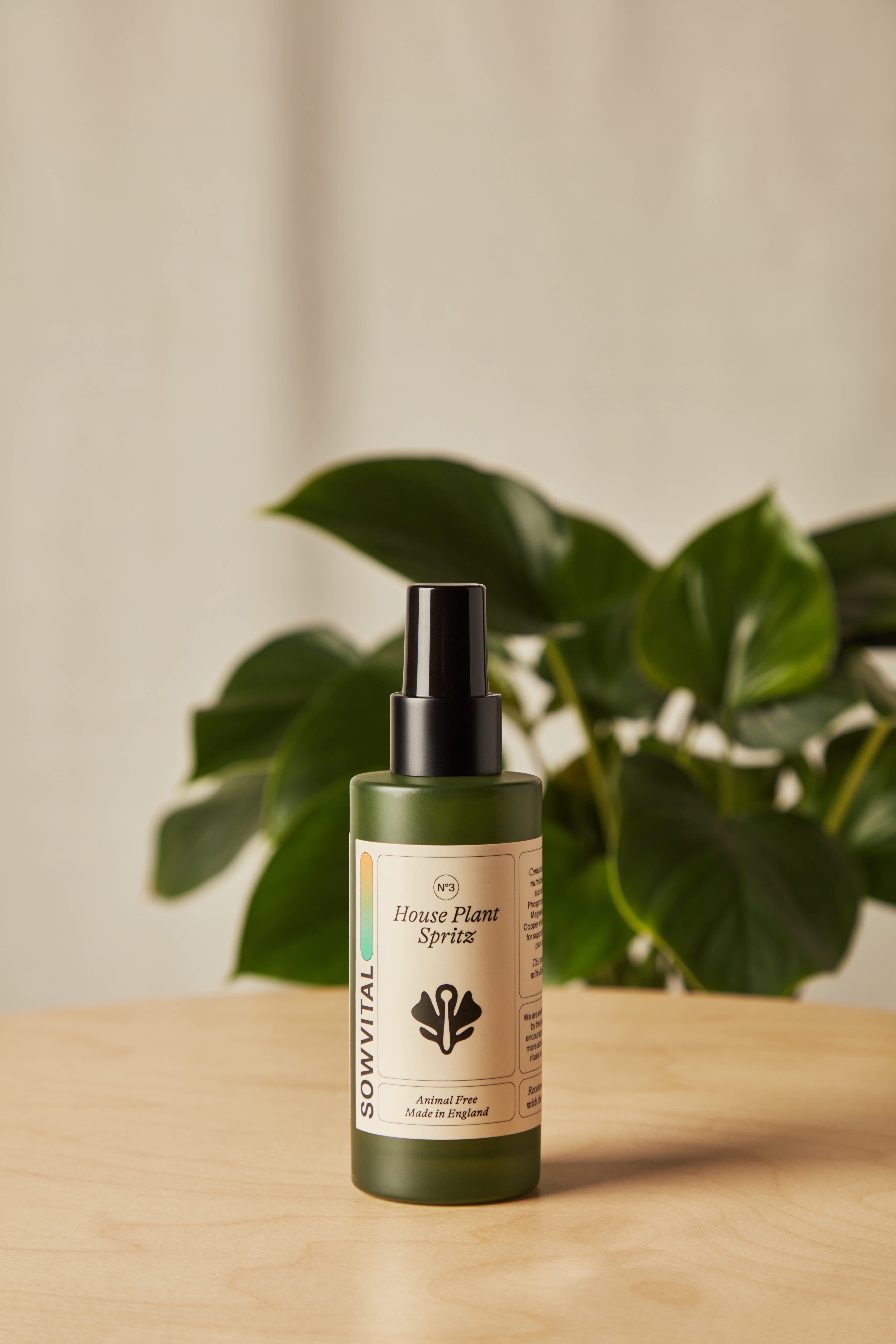 house plant spritz