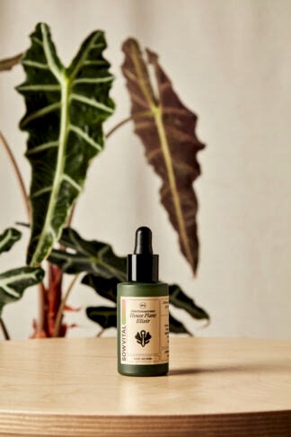 houseplant elixir