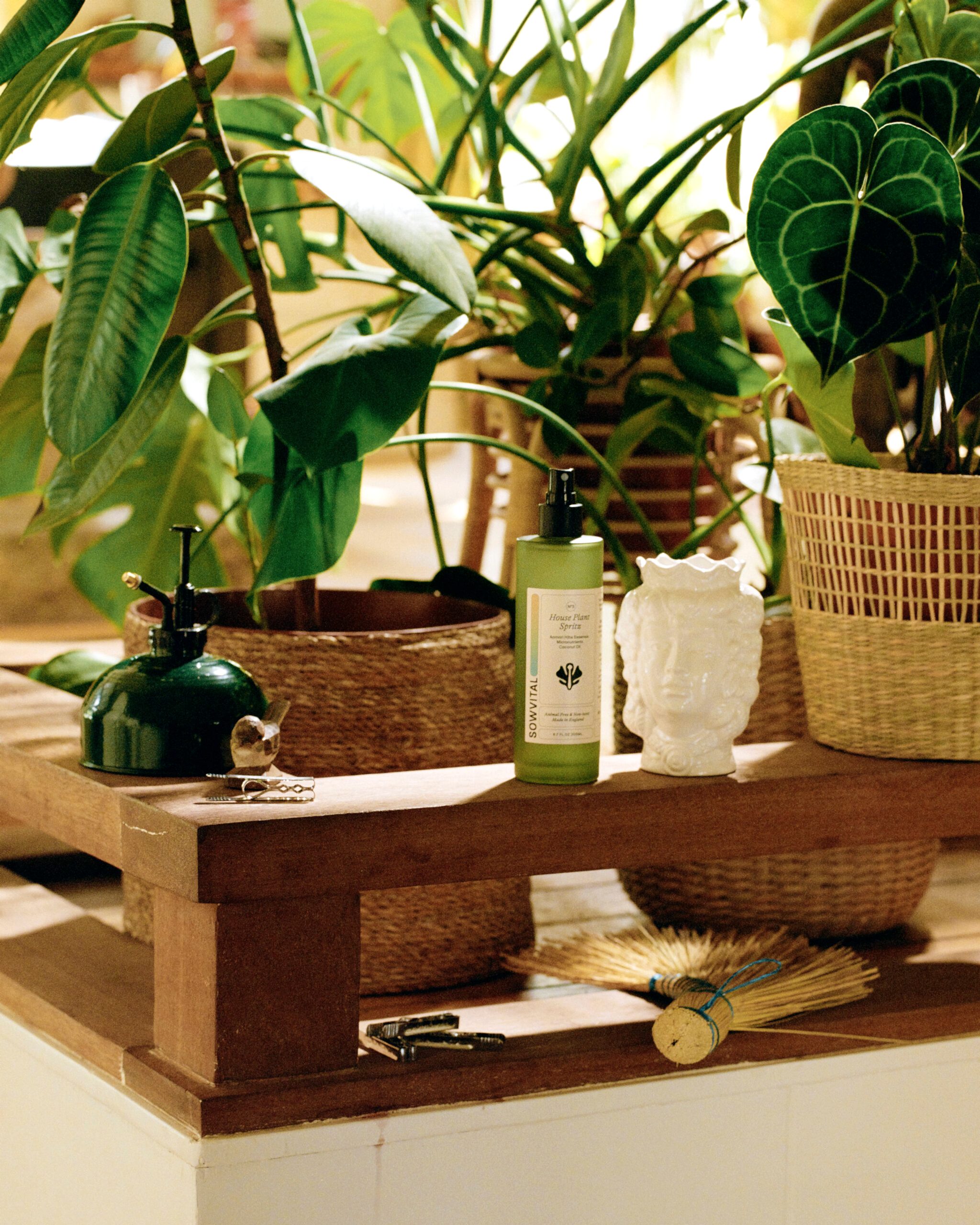houseplant spritz on bench surrounded by plants